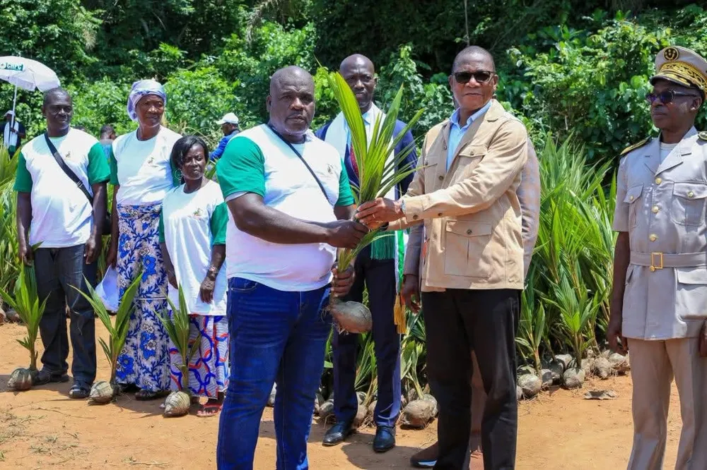 Palmier à huile et coco en Côte d'Ivoire : nouvelle stratégie d'appui à 1 077 milliards de FCFA