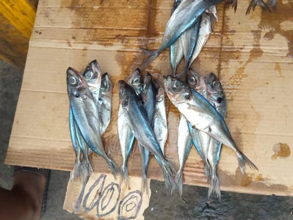 Prix du poisson chinchard et maquereau en Côte d'Ivoire : le carton de 20 kg baisse de 2 500 FCFA