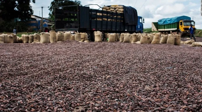 Cacao de Côte d'Ivoire