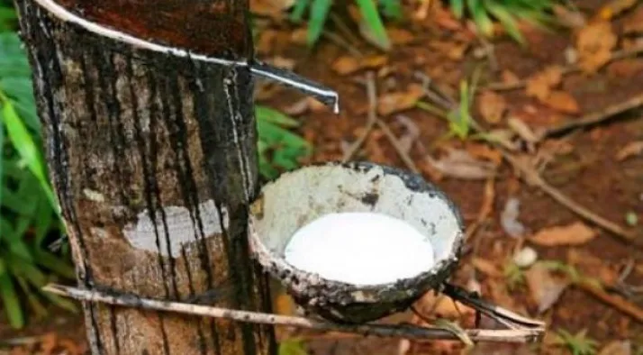 Hévéa Côte d'Ivoire