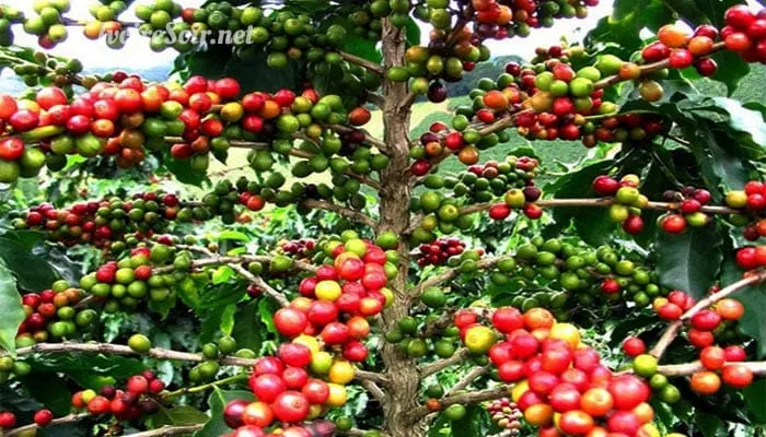 Café de Côte d'Ivoire