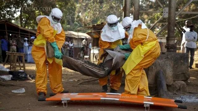 Virus de Marburg : tout savoir sur ce cousin d’Ebola aussi meurtrier détecté en Guinée et qui menace l’Afrique de l’Ouest