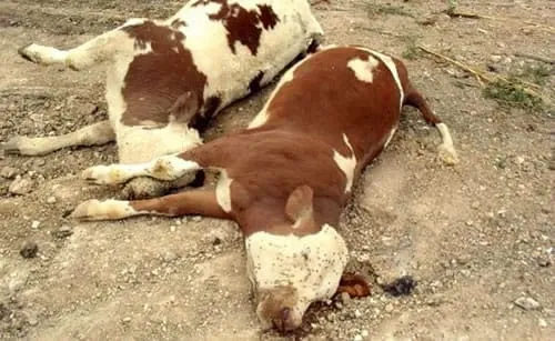Fièvre aphteuse au Maroc : Faut-il s’en inquiéter ?