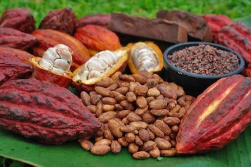 Filière cacao en Côte d’Ivoire : appui important du  gouvernement aux exportateurs nationaux