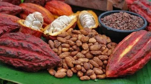 Agrément d’achat de café-cacao en Côte d’Ivoire: voici la nouvelle date