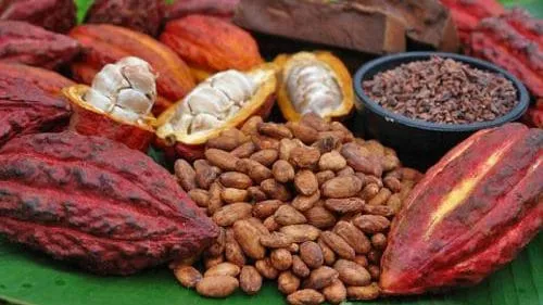 Sifca Coop va transformer le café-cacao en Côte d’Ivoire