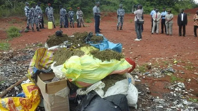 Korhogo: Plus de trois tonnes de drogue détruites
