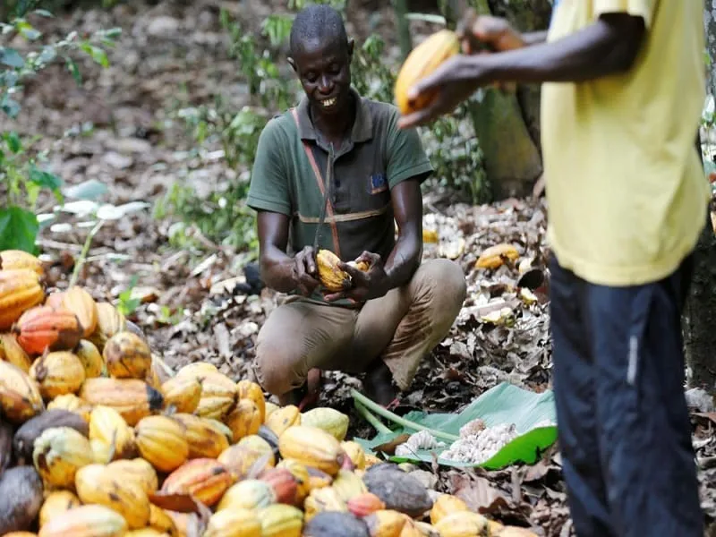 Cacao ivoirien