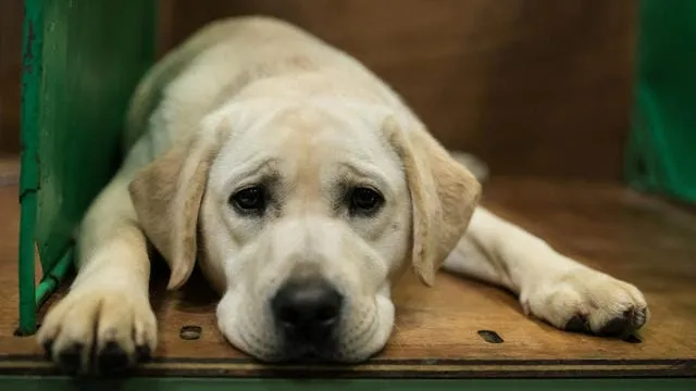 Gbéléban : un cultivateur sauve son chien d’un python