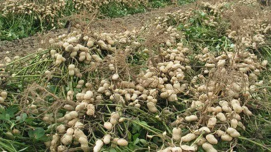 Prix du kilo d’arachide en Côte d’ivoire en 2019: voilà ce que ça coûte à Dabakala