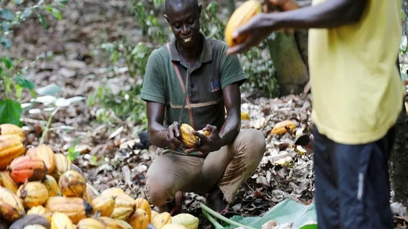 Le Ghana et la Côte d’Ivoire décident de reprendre la vente du Cacao