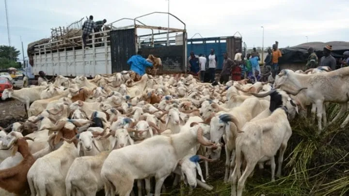 Tabaski 2019 en Côte d’Ivoire: l’abattoir de Port-Bouët manque de places