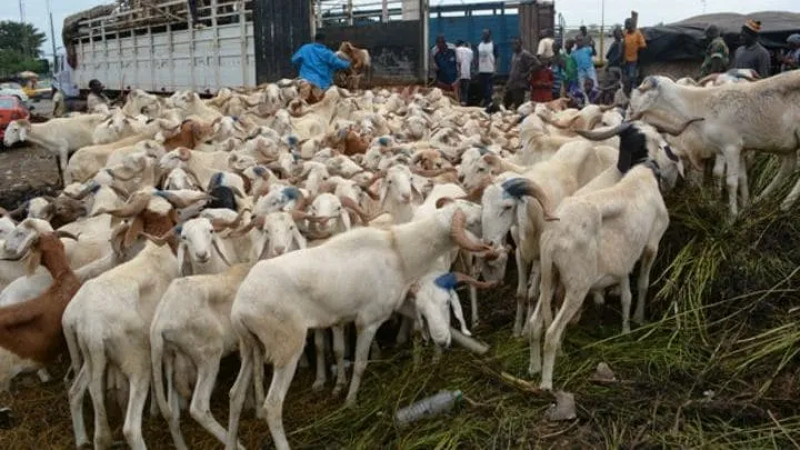 Tabaski 2019 à Vavoua: 250.000 FCFA, le prix d’un bon mouton ou bélier