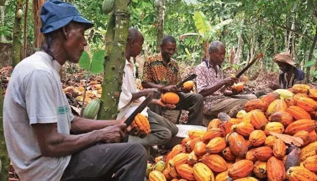 Cacao en Côte d’Ivoire: 825F, le prix de « pratiques mafieuses », selon le FPI