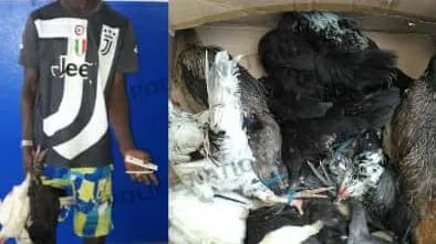 Côte d’Ivoire: le voleur de poulets arrêté dans une ferme