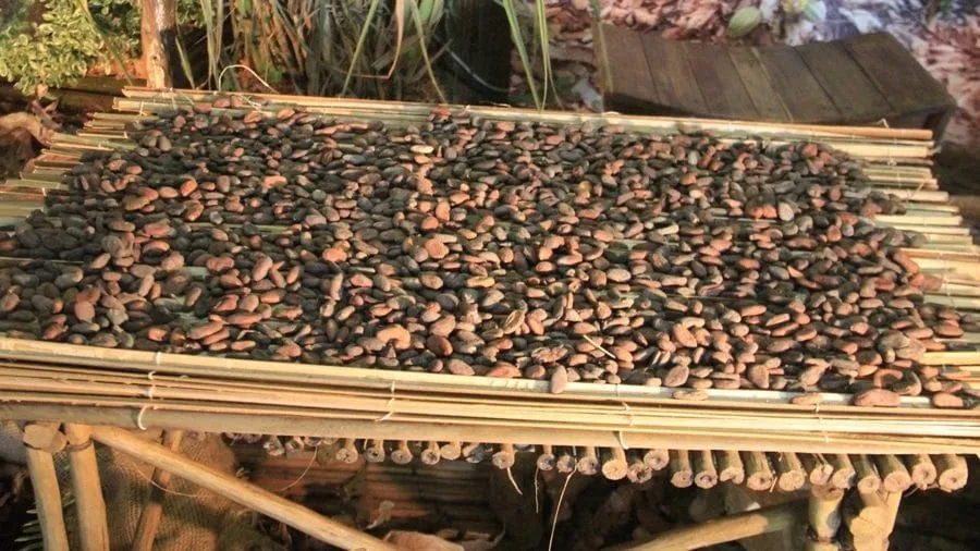 Côte d’Ivoire: le prix du cacao fixé à 825 Fcfa le Kg