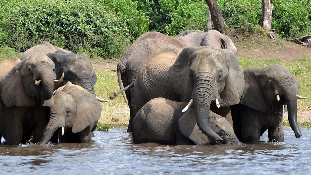 Botswana: la sécheresse tue une centaine d’éléphants en seulement deux mois