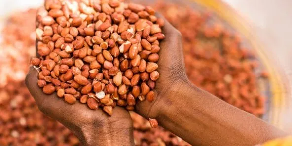 Commercialisation de l’arachide au Sénégal : le prix du kilo maintenu à 210 FCFA en 2019-2020