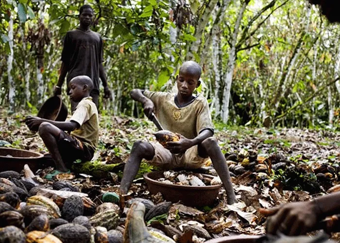 Travail des enfants dans la cacaoculture : la Côte d’Ivoire citée dans un autre rapport américain
