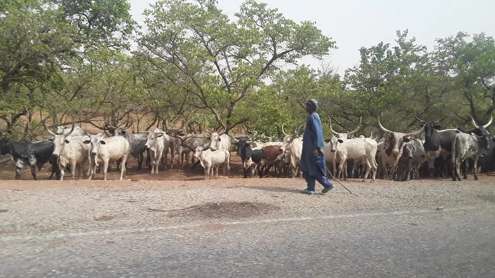 Côte d’Ivoire : un paysan tire sur un bouvier à Frototou