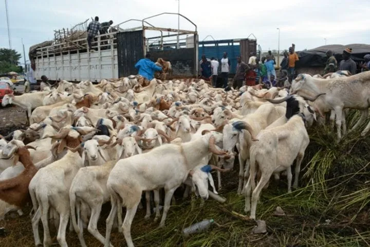 Zuénoula : des voleurs de moutons mis aux arrêts