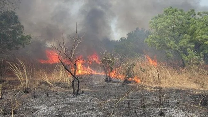 Feu de brousse à Bocanda : 50 ha d’hévéa ravagés par les flammes à Djezoukro