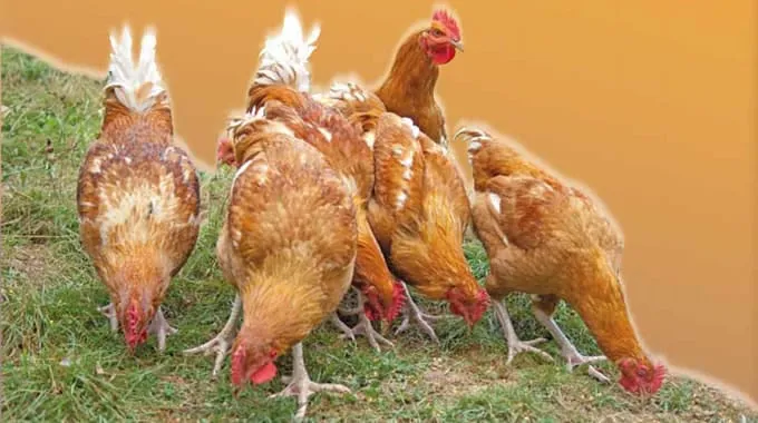 Fêtes de fin d’année 2023: le gouvernement ivoirien renforce la sécurité sanitaire des denrées animales