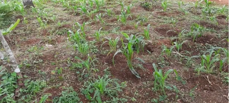 La consommation des mets à base des produits locaux conseillée en Côte d’Ivoire