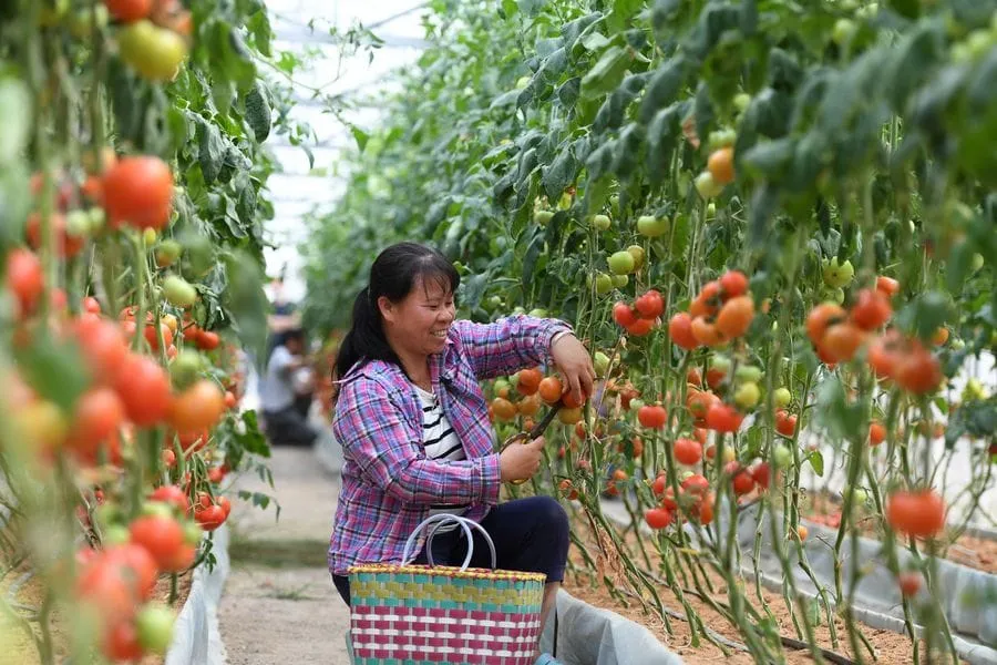 LEAD Xi Jinping exhorte la population Maonan à continuer à faire des efforts pour une meilleure vie – Actualités 20/05/2020