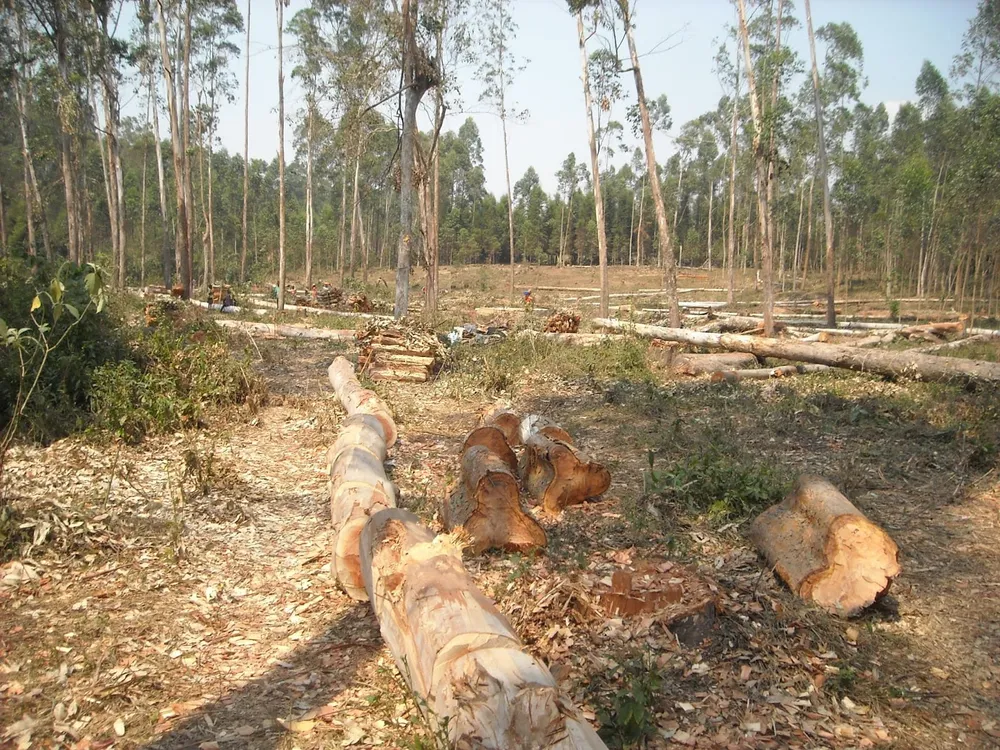 A suivre sur RTI 1, un film de sensibilisation à la conservation forestière et faunique