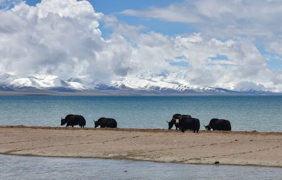 Chine : la qualité de l’environnement au Tibet s’améliore constamment (rapport) – Actualités 04/06/2020