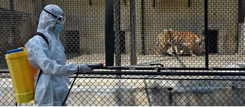 Covid-19 : la contamination des animaux et la contribution des vétérinaires, urgence de la prise en compte d’un chainon négligé (Etude) – Actualité ivoirienne 10/06/2020
