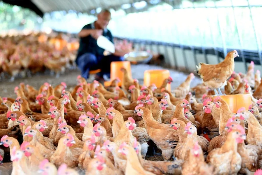 La Chine fermera progressivement tous les marchés de volaille vivante – Actualités 03/07/2020