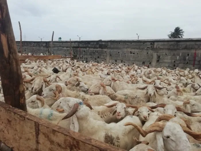 Tabaski 2020 en Côte d’Ivoire : ce qui se passe à l’abattoir de Port-Bouët