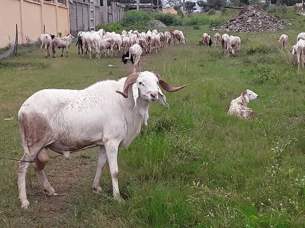 Tabaski 2020 à Odienné : les transactions au ralenti sur le marché du mouton