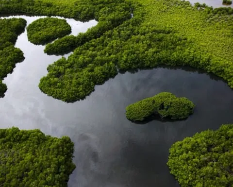 Le Sénégal annonce le classement de 10 forêts d’une superficie globale de 75.000 ha