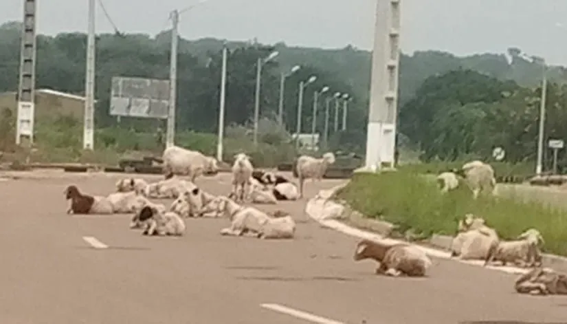 Accidents de circulation: la divagation des animaux sur l’axe Kong-Ferkéssedougou dénoncée