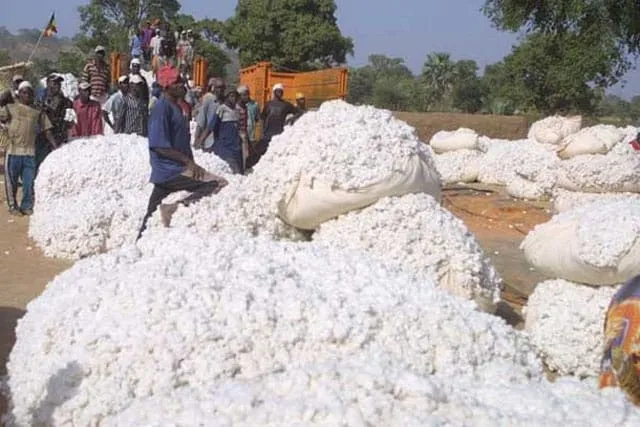 Côte d’Ivoire : voici le prix du coton pour la campagne 2020-2021
