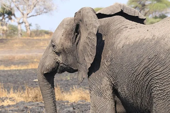 Lutte contre le braconnage : 17 rhinocéros et 2 éléphants victimes en Namibie