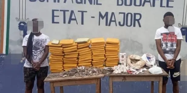 Bouaflé : deux individus interpellés avec 70 kg de cannabis