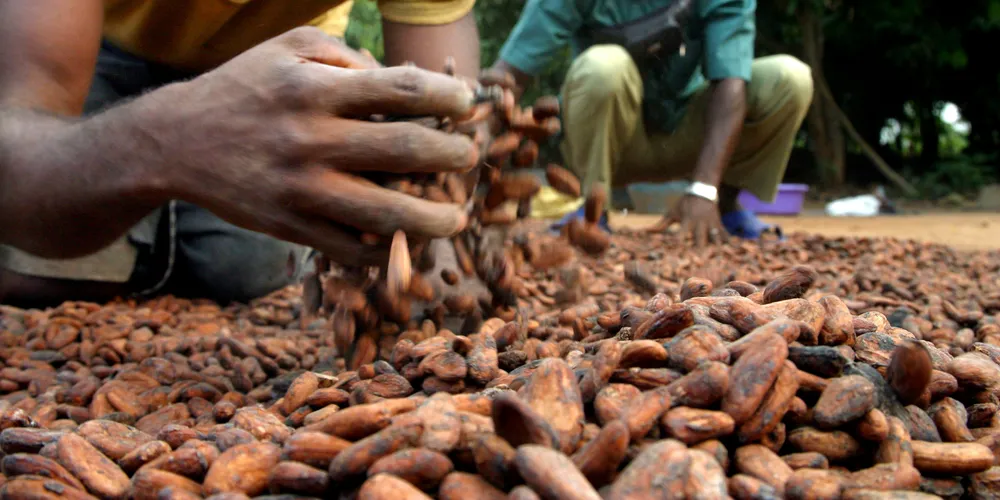 Cacao ivoirien