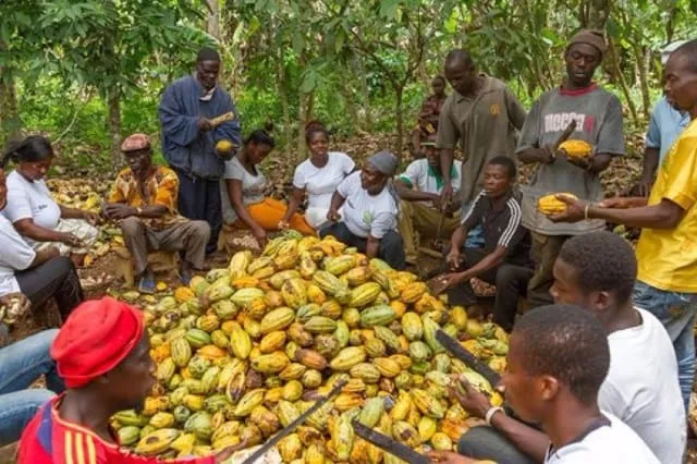 Cacao : tensions entre la Côte d’Ivoire et industriels sur le prix d’achat