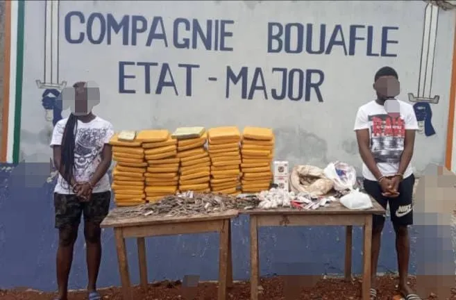Bouaflé : deux individus interpellés avec plus de 70 Kg de cannabis