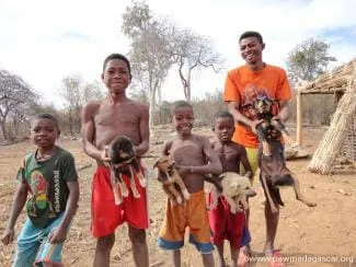 Madagascar recense 13.000 cas de Rage par an