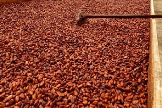 Sikensi : le respect du prix d’achat du cacao à 1000 F