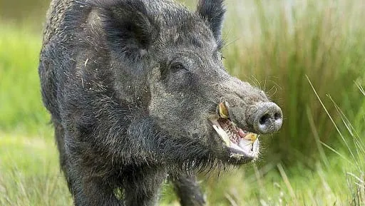 Gbéléban : un sanglier surpris en pleine ville