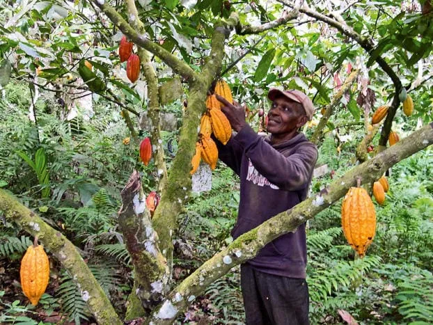 Cacao : la Côte d’Ivoire et Hershey enterrent la hache de guerre