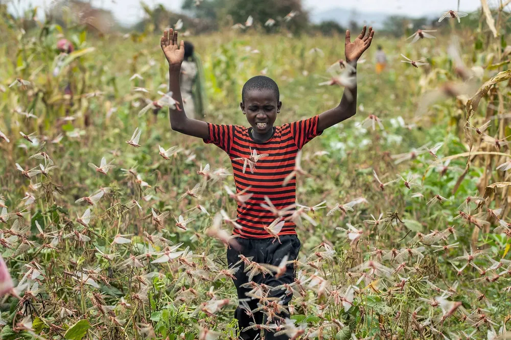 FAO : lutte contre les criquets pèlerins en Somalie