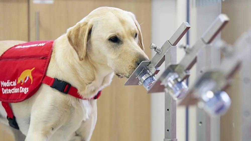 Rwanda: des chiens renifleurs pour détecter des cas de Covid-19