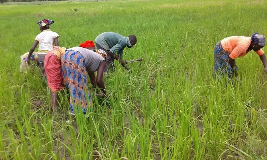 Niger: la campagne agricole 2020 jugée « globalement moyenne »